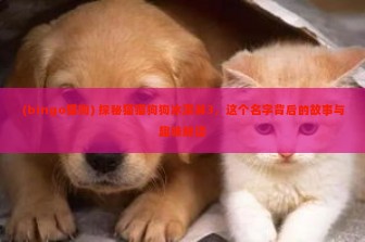 (bingo猫狗) 探秘猫猫狗狗冰淇淋3，这个名字背后的故事与趣味解读